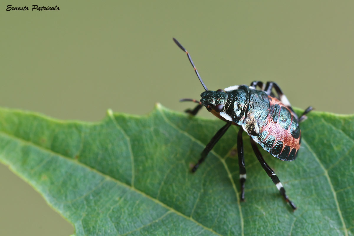 Pentatomidae:  Pinthaeus sanguinipes (neanidae)